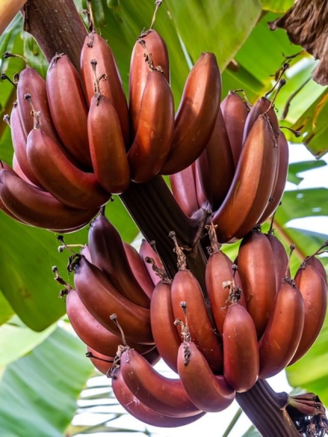 Kamalapur Red Banana