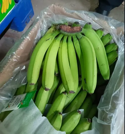 Robusta Banana